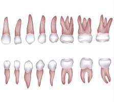 Dental Vector