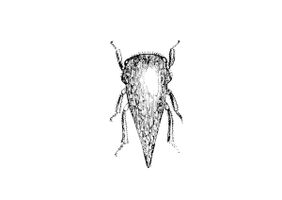 Insect Vector
