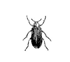 Vector Beetle