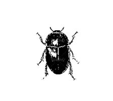 Vector Beetle