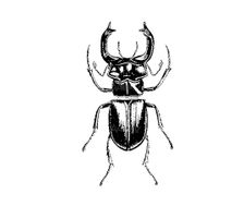 Vector Beetle