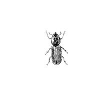 Vector Beetle