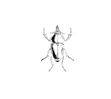 Vector Beetle