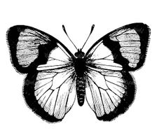 Vector Butterfly