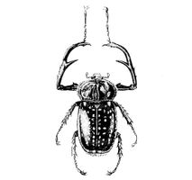 Vector Beetle