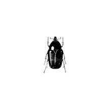 Vector Beetle