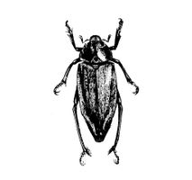 Vector Beetle