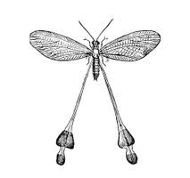 Dragonfly vector