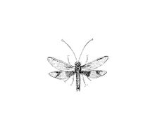 Dragonfly vector