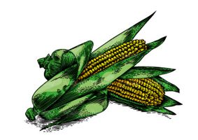 Corn vector