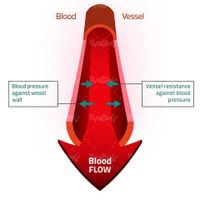 Vector blood vessels