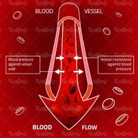 Vector blood vessels