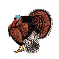 Vector turkey