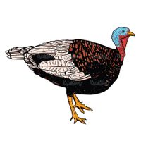 Vector turkey