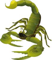 Vector scorpion