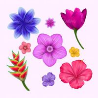 Vector leaves and flowers