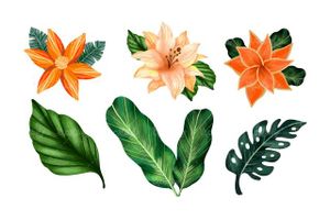 Vector leaves and flowers