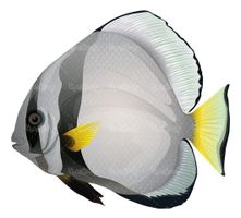 Vector fish