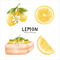 وکتور برداری لیمو شیرین همراه با آبمیوه طبیعی و میوه