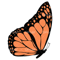 وکتور برداری پروانه همراه با پروانه رنگی و پروانه گرافیکی