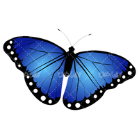 وکتور برداری پروانه همراه با پروانه رنگی و پروانه گرافیکی