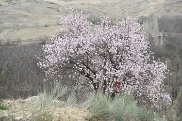 تصویر شکوفه درختان بهاری