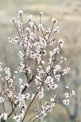 تصویر شکوفه درخت