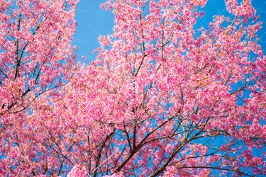 درخت با شکوفه ی صورتی در فصل بهار