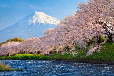 نمایی زیبا از درختان پر شکوفه در کنار رودخانه