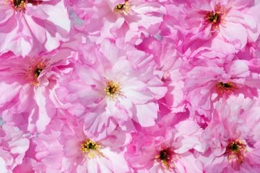 شکوفه گل طبیعت فصل بهار 3