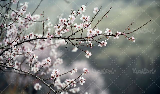 شکوفه درخت