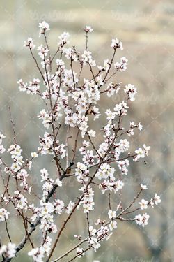 تصویر شکوفه درخت