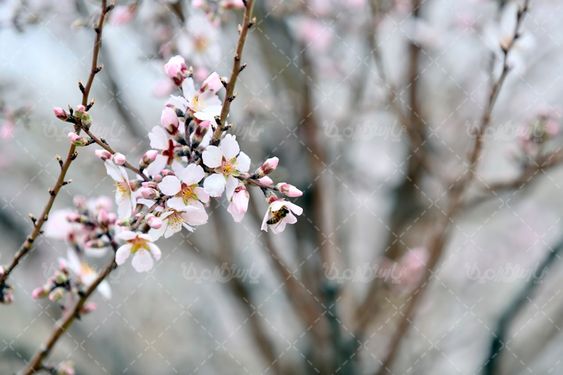 عکس شکوفه درخت