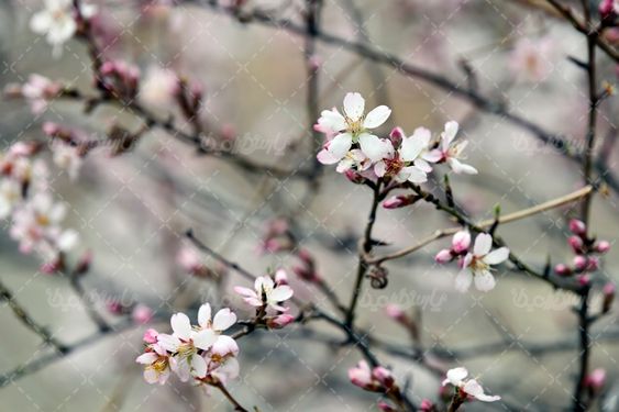 شکوفه درختان بهاری