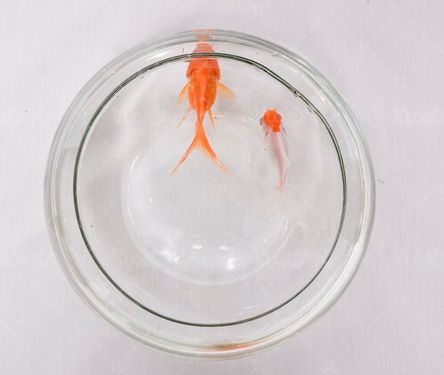 تصویر تنگ ماهی