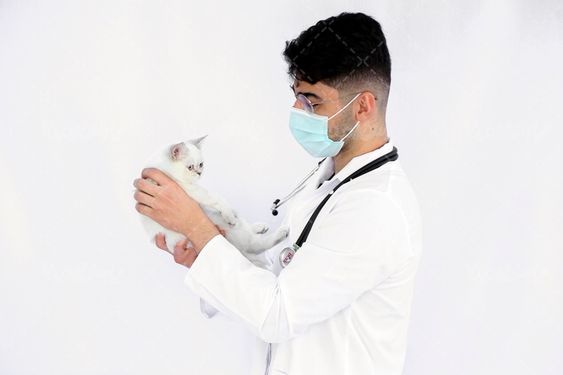 عکس دامپزشک مرد با گربه