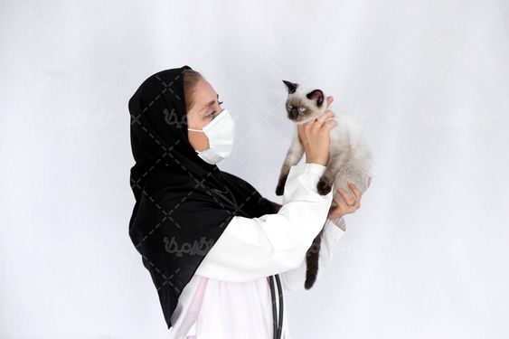 عکس با کیفیت دامپزشک ایرانی و گربه