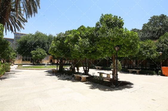 عکس درخت مدرسه خان شیراز