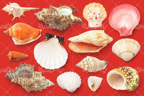 Shell