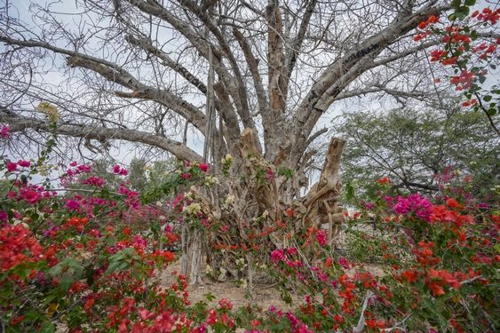 درخت سبز کیش