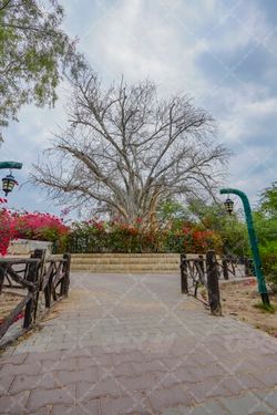 درخت سبز مکان گردشگری کیش