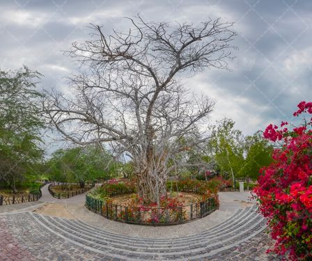 درخت سبز مکان گردشگری هرمزگان