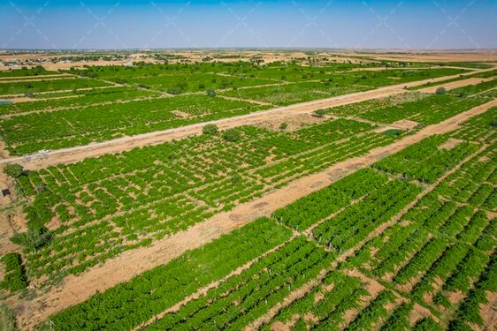 تصویر با کیفیت باغات انگور قزوین