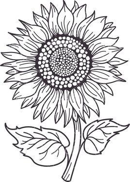 وکتور برداری گل آفتابگردان همراه با رنگ آمیزی و نقاشی
