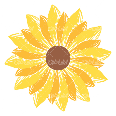 وکتور برداری گل آفتابگردان همراه با رنگ آمیزی و نقاشی