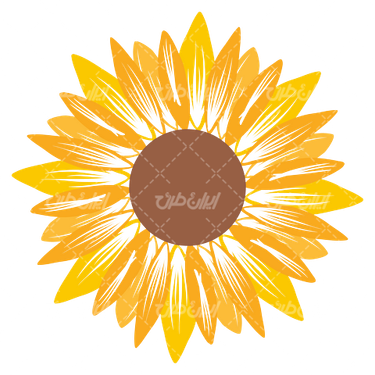 وکتور برداری گل آفتابگردان همراه با رنگ آمیزی و نقاشی