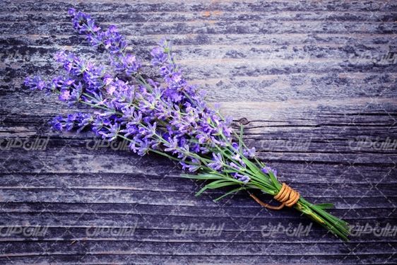 تصویر با کیفیت گل اسطوخودوس همراه با گل طبیعی و گل زیبا