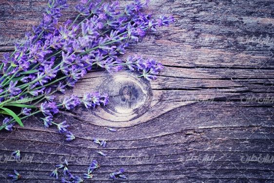 تصویر با کیفیت گل اسطوخودوس همراه با گل طبیعی و گل زیبا