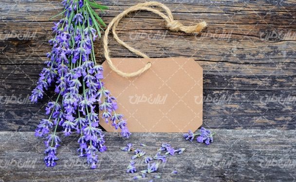 تصویر با کیفیت گل اسطوخودوس همراه با گل طبیعی و گل زیبا