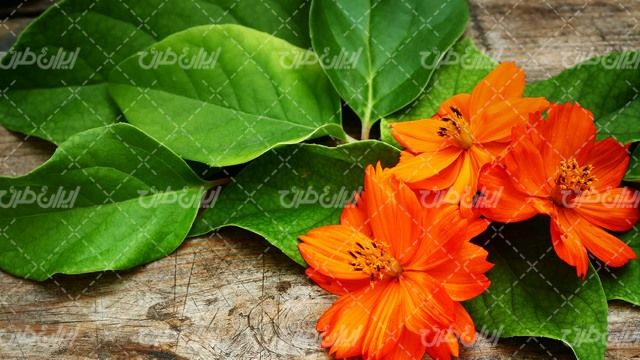 تصویر با کیفیت گل نارنجی همراه با گل طبیعی و برگ های سبز